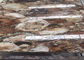 Edelstein-Platten des versteinerten Holzes halb machen Oberfläche kundengebundenen Schnitt glatt fournisseur